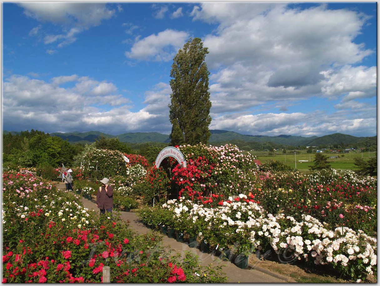 https://d3r8gwkgo0io6y.cloudfront.net/upload/Rose Garden chandigrah.jpg